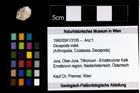 Foto (Objekt + Etiketten) von Decapoda indet. 